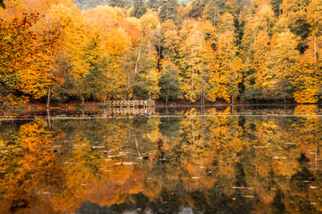 Obraz premium Bolu Yedigoller National Park, Turkey