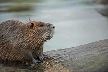 Portrait of nutria sitting close to the water