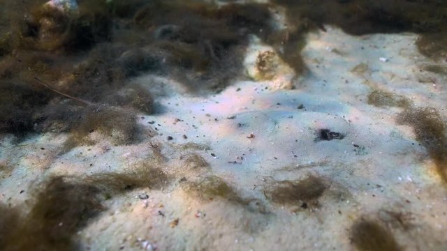 Side view of a small Atlantic Stingray (Dasyatis sabina). Note the eye frame right and tail frame left. Though non-aggressive, its tail is equipped with a venomous barb it can use for self-defense.