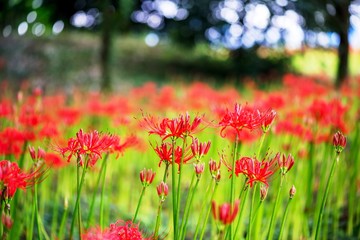 七ツ森古墳の彼岸花