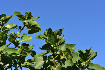 Green fresh fig leaves protrude from the side as a close-up in the picture in front of blue sky as background in Sicily