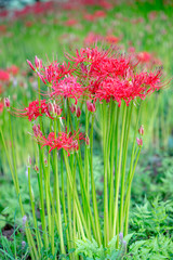 七ツ森古墳の彼岸花