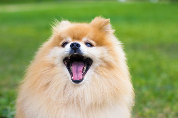 Naklejka na ściany i meble Close up portrait of Pomeranian spitz dog with open wide mouth outdoor on green grass. Happy smiling fluffy little orange puppy is barking. Funny cute animal.