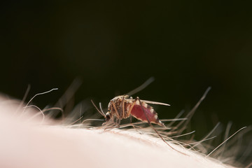 Female mosquito sucks blood sitting on the surface of human skin. On a dark green background.