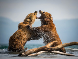 The Kamchatka brown bear, Ursus arctos beringianus real fight at Kuril Lake in Kamchatka, in the water, action picture