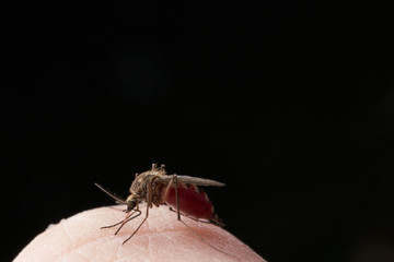 Female mosquito sucks blood sitting on the surface of human skin. On black background.