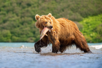 The Kamchatka brown bear, Ursus arctos beringianus catches salmons at Kuril Lake in Kamchatka, in the water