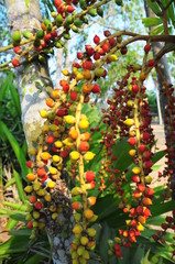 colorful fruit on the natural tree