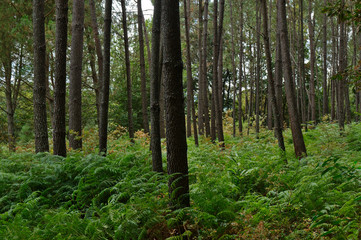 Fototapeta na wymiar Forest scenery taken in central Portugal