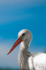 stork