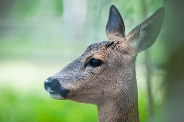 deer