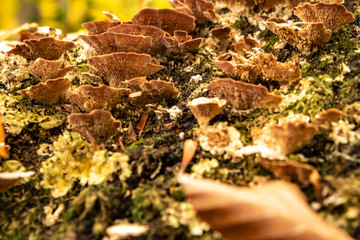 Tree fungus, Seven Lakes, Bolu