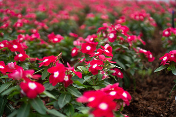red flower on tropical field