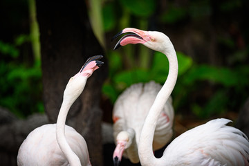 pink flamingo : the Greater Flamingo is the most common and widespread member of the flamingo family.