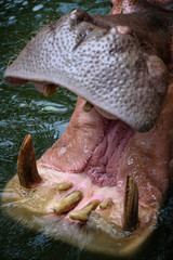 Hippopotamus, Hippo living in water lake