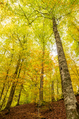 Autumn tree with leaves lying down in the sky