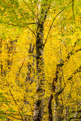 Autumn tree with leaves lying down in the sky