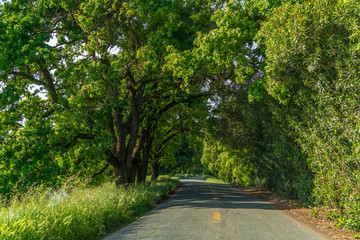 Levy Raod and Trees-001