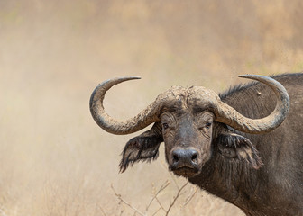 Afrikaanse Kaapse Buffel Close-up Met Kopie Ruimte
