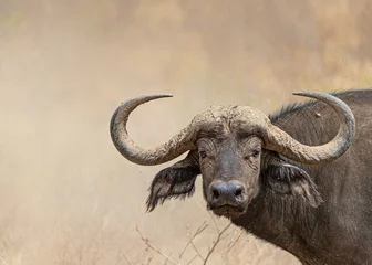 Foto op Plexiglas Afrikaanse Kaapse Buffel Close-up Met Kopie Ruimte © adogslifephoto