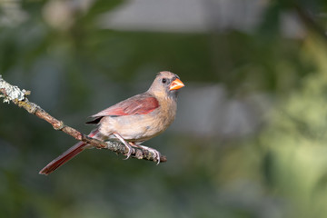 Naklejka premium Young female northern american cardinal sitting on tree branch