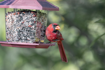 Northern cardinal male sitting on bird feeder
