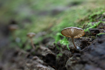 Forest Mushroom