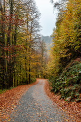 Bolu Yedigoller National Park, Turkey