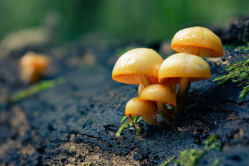 Orange Mushrooms