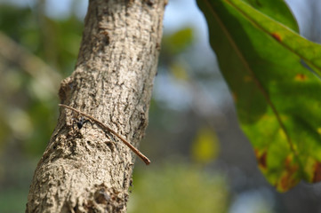 Ant on tree