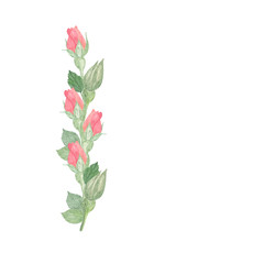 Delicate pink rose flower buds, floral illustration