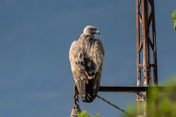 Griffon vulture (gyps fulvus) perched on a pole in Alcoy.