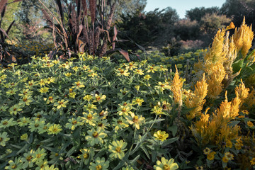 Variety of yellow flower blooms