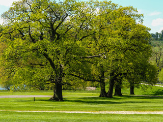 Beautiful oak trees in an English country park in summer