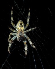 spider on web
