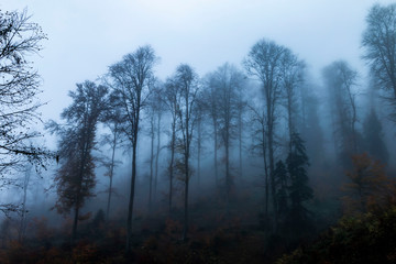 Foggy forest landscape