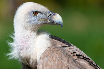 Portrait of griffon vulture. 