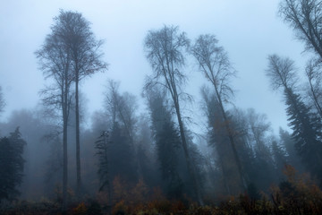 Foggy forest landscape
