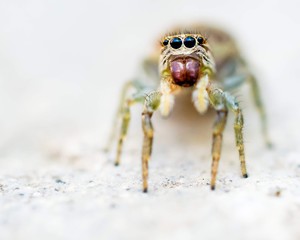 closeup of spider on white background