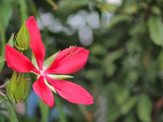 モミジアオイの花