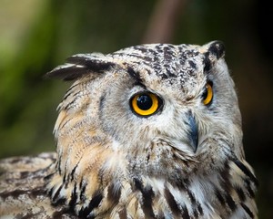 portrait of an eagle owl