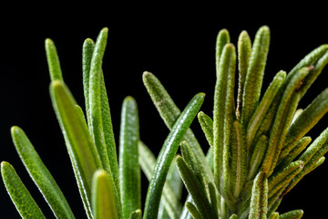 Fresh Rosemary Herb. Organic rosemary plants macro with a shallow depth of field.