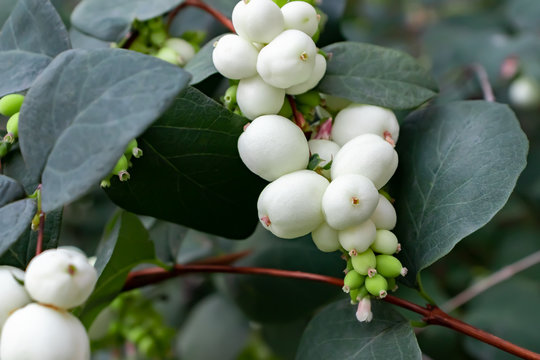 White berries of Symphoricarpos albus known as common snowberry on a bush