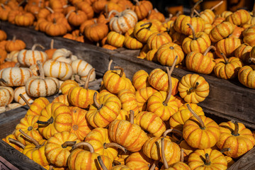 Gourds on display at Farmer's market