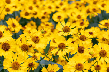 Many yellow heliopsis flowers on a flowerbed in the garden. Horizontal background, texture