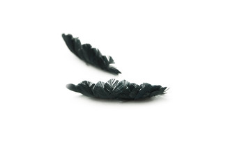 makeup false eye lashes on white background 