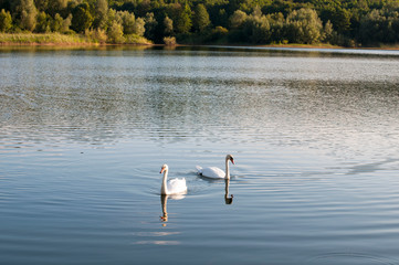 white swans with a flock of small swans on a forest lake