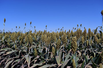 Harvesting Milo (or Grain Sorghum Depending On Where You're From)