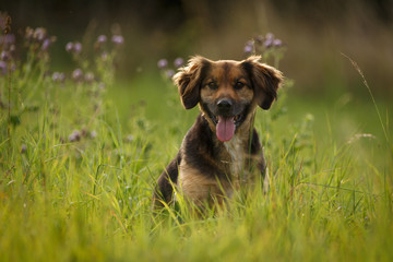 Hund im hohen Gras