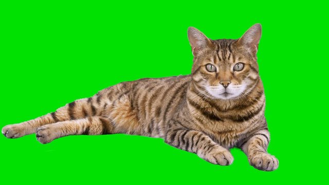 4K Bengal cat on green screen isolated with chroma key, real shot. Cat lying down looking at camera